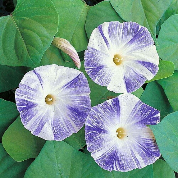 Outsidepride Morning Glory Flying Saucers - 500 Seeds
