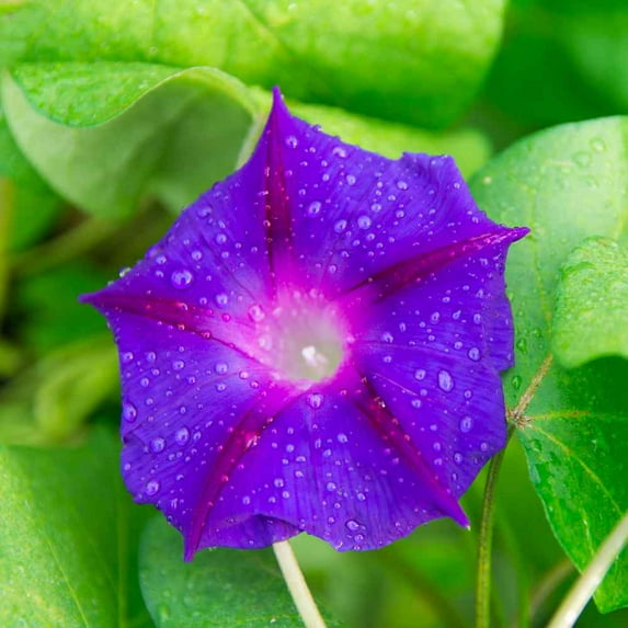 Outsidepride Morning Glory Grandpa Ott - 500 Seeds