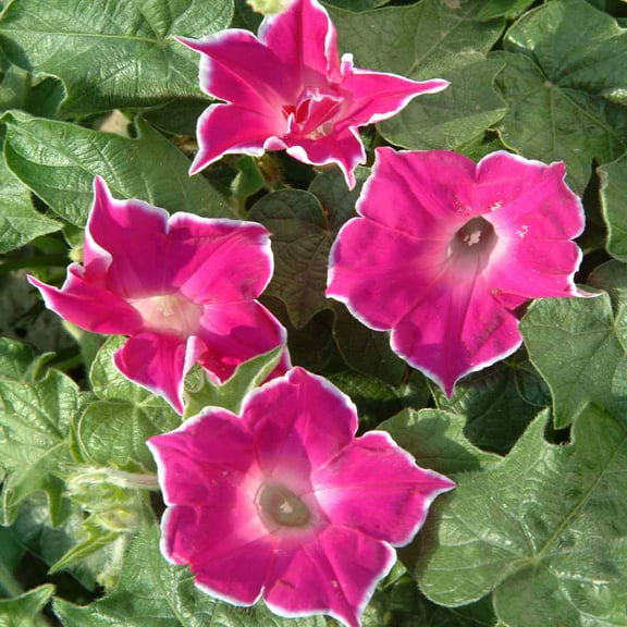 Outsidepride Morning Glory Red Picotee - 100 Seeds