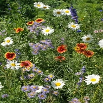 Outsidepride Mountain Wild Flower Mix Columbine Plant Seeds, High Elevation Adaptation