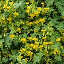 Outsidepride Nasturtium Canary Creeper - 200 Seeds