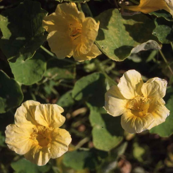 Outsidepride Nasturtium Moonlight - 400 Seeds