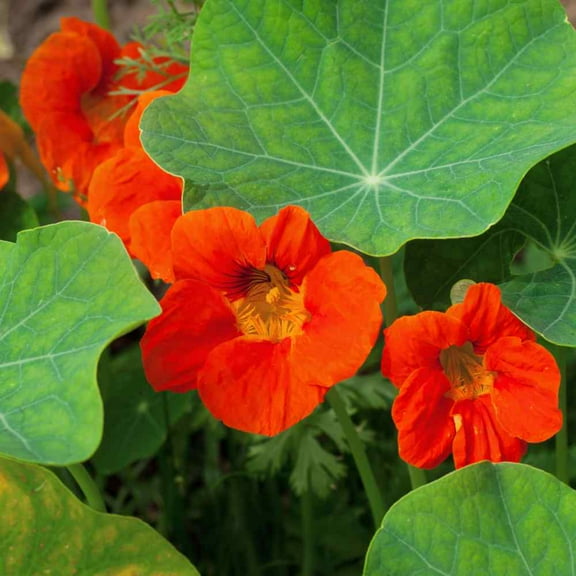 Outsidepride Nasturtium Orange - 400 Seeds