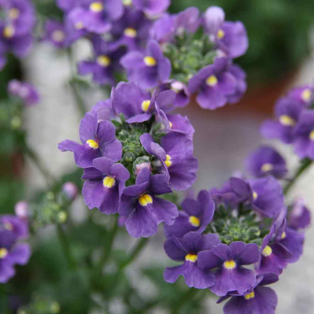 Outsidepride Nemesia Seeds