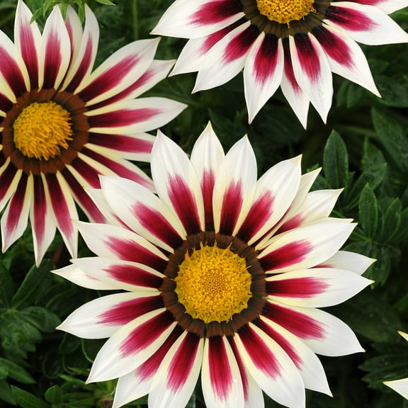 Outsidepride New Day Rose Striped Gazania MVR1Seeds for 25 Pcs Perennial, Low-Maintenance, Drought-Tolerant Ground Cover Seeds for Vibrant Summer & Fall Flowers, Great for Outdoor Gardens