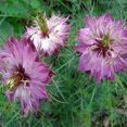 thumbnail image 1 of Outsidepride 2000 Nigella Rose Love In A Mist Flower Seeds, 1 of 1