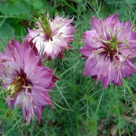 Outsidepride 2000 Nigella Rose Love In A Mist Flower Seeds