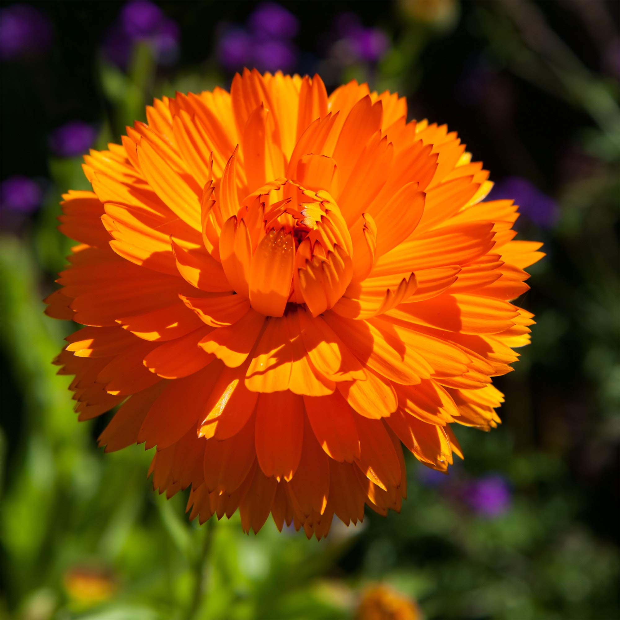 Outsidepride Orange King Calendula Seeds - SMR1000 Pcs Annual Edible ...