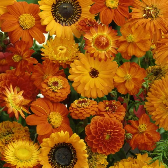 Outsidepride Orange Wild Flower Seed Mix - 10000 Seeds