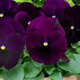 thumbnail image 1 of Outsidepride Pansy Bergwacht - 2000 Seeds, 1 of 2
