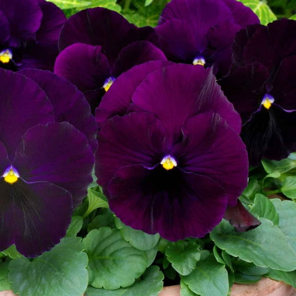 Outsidepride Pansy Bergwacht - 2000 Seeds