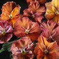 thumbnail image 1 of Outsidepride Pansy Chianti Mix - 50 Seeds, 1 of 1