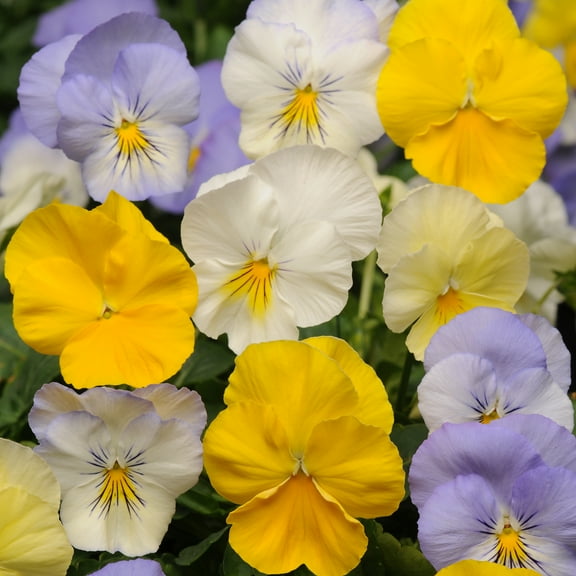 Outsidepride Pansy Cool Wave Pastel Mix - 30 Seeds