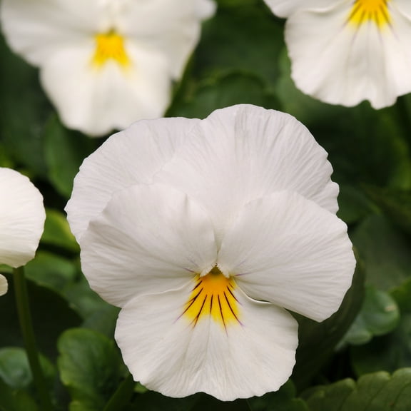 Outsidepride Pansy Cool Wave White - 30 Seeds