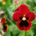 thumbnail image 1 of Outsidepride Pansy Flame - 2000 Seeds, 1 of 2