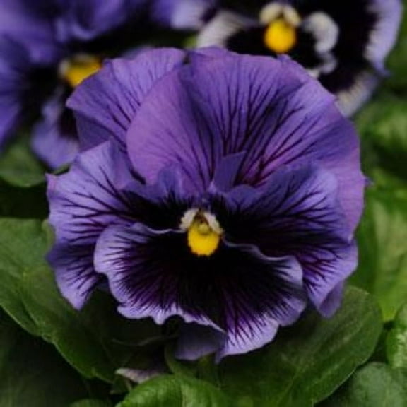 Outsidepride Pansy Frizzle Sizzle Blue - 100 Seeds