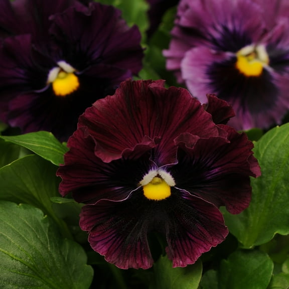 Outsidepride Pansy Frizzle Sizzle Burgundy - 100 Seeds