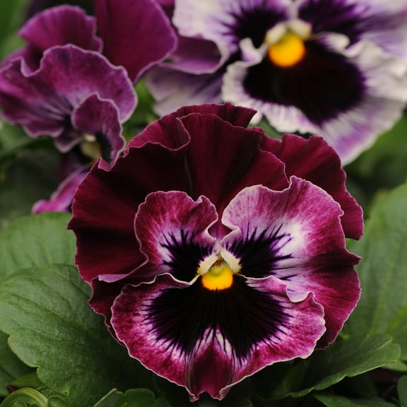 Outsidepride Pansy Frizzle Sizzle Raspberry - 100 Seeds