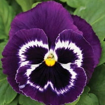 Outsidepride Pansy Mammoth Viva La Violet - 100 Seeds