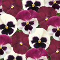 thumbnail image 1 of Outsidepride Pansy Matrix Raspberry Sundae - 100 Seeds, 1 of 1