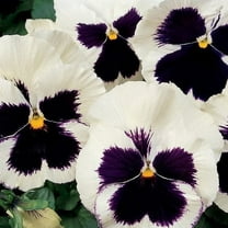 Outsidepride Pansy Silverbride - 2000 Seeds