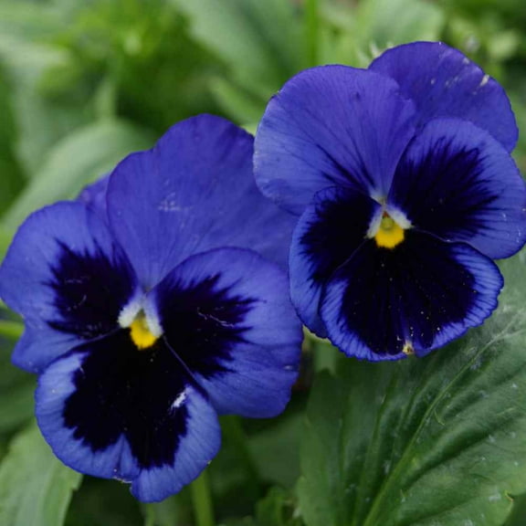 Outsidepride Pansy Ullswater - 2000 Seeds