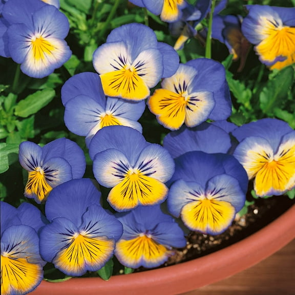 Outsidepride 100 Pansy Ultima Morpho Seeds