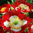 thumbnail image 1 of Outsidepride Papaver Danish Flag Poppy Seed - 10000 Seeds, 1 of 1