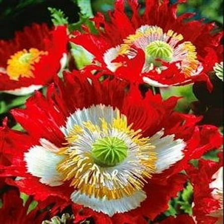 Outsidepride Papaver Danish Flag Poppy Seed - 10000 Seeds