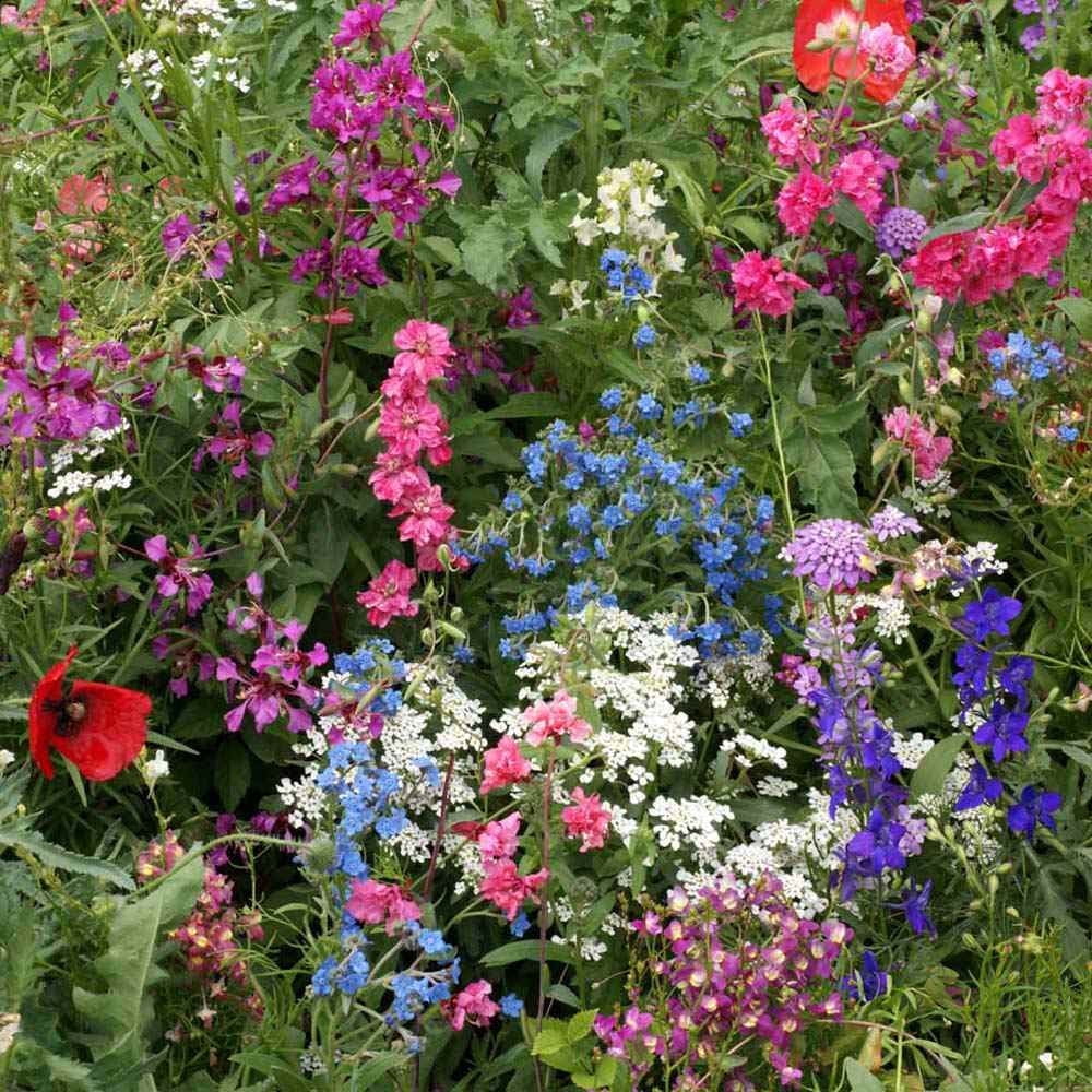 Outsidepride Partial Shade Wildflower Seed Mix - 5 LB, Annual & Perennial,  Bulk Planting, Garden - Walmart.com