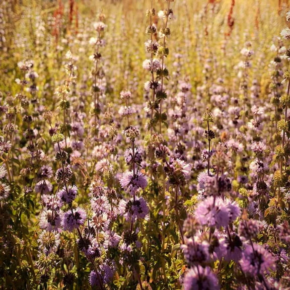 Outsidepride Pennyroyal Flower - 10000 Seeds