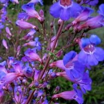 Outsidepride Penstemon Showy - 1000 Seeds