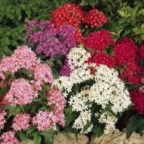 Outsidepride Pentas Seed Mix - 50 seeds