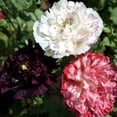 thumbnail image 1 of Outsidepride Peony Antique Shades - 10000 Seeds, 1 of 5