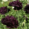 thumbnail image 1 of Outsidepride Peony Black - 10000 Seeds, 1 of 2