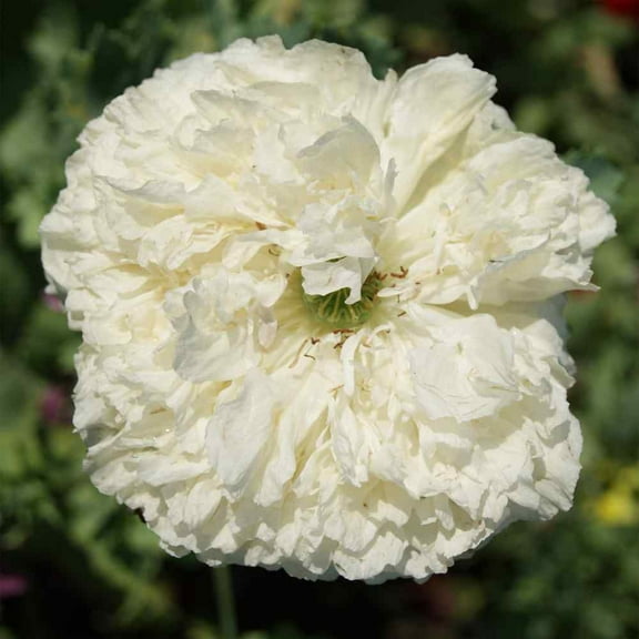 Outsidepride Peony Cream - 10000 Seeds
