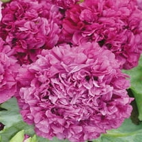 Outsidepride Peony Purple - 10000 Seeds