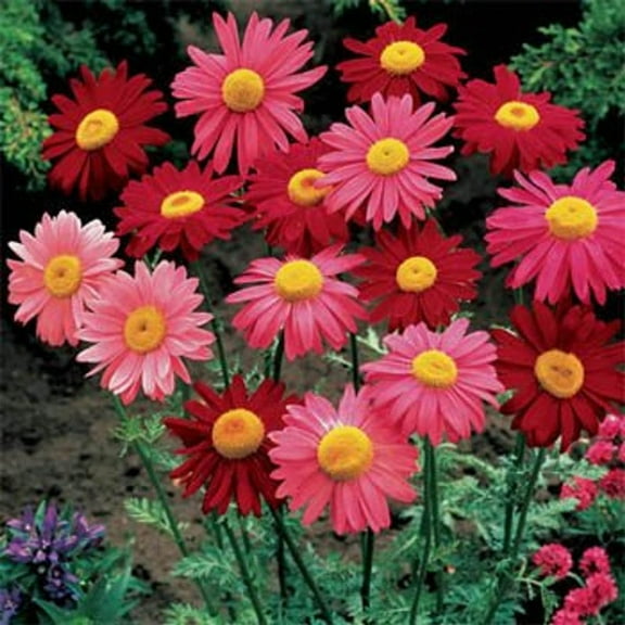 Outsidepride Perennial Chrysanthemum Robinson's Plant Flower Seed Mix for Full Sun - 10000 Seeds