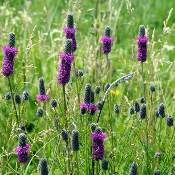 Outsidepride Perennial Purple Prairie Clover Seed for Full Sun - 1/4 LB