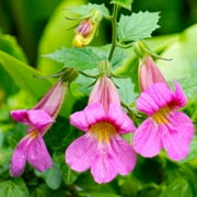 Outsidepride Perennial Rehmannia Angulata Chinese Foxglove For Full Sun to Partial Shade - 2000 Seeds