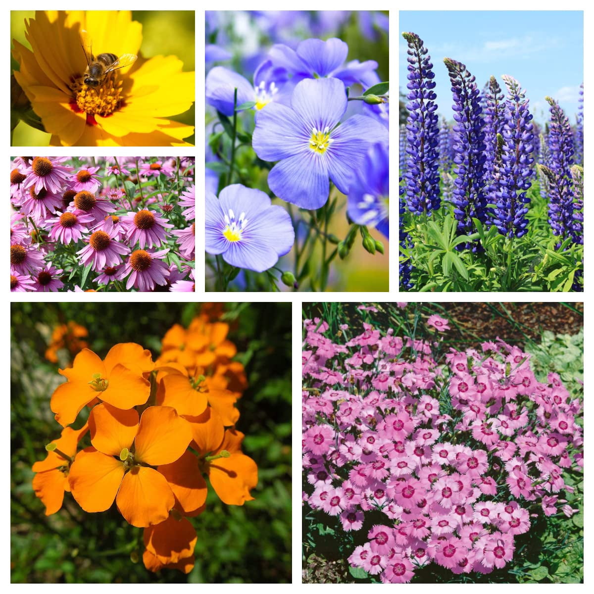 Outsidepride Perennial Wild Flower Seed Mix - 1/4 LB - Walmart.com