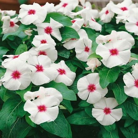 Outsidepride Periwinkle Bright Eyes - 4000 Seeds
