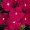 thumbnail image 1 of Outsidepride Periwinkle Rose - 4000 Seeds, 1 of 2
