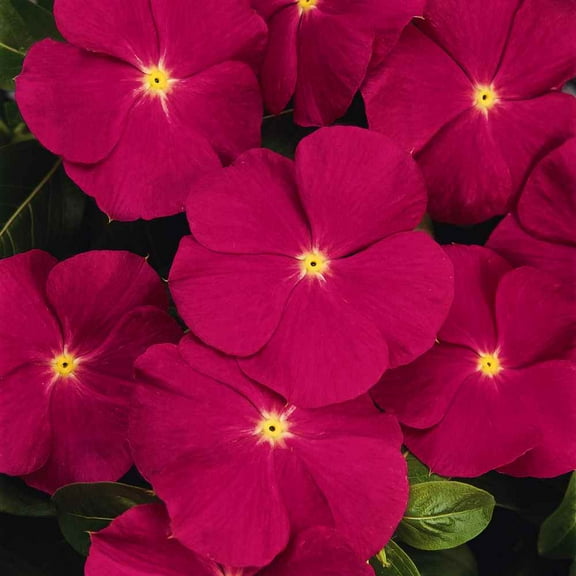 Outsidepride Periwinkle Rose - 4000 Seeds