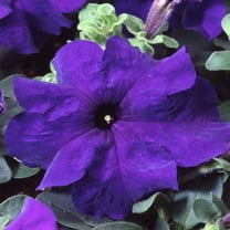 Outsidepride Petunia Grandiflora Blue - 500 Seeds