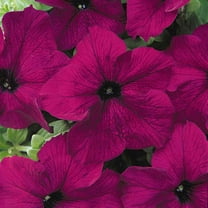 Outsidepride Petunia Grandiflora Burgundy - 500 Seeds