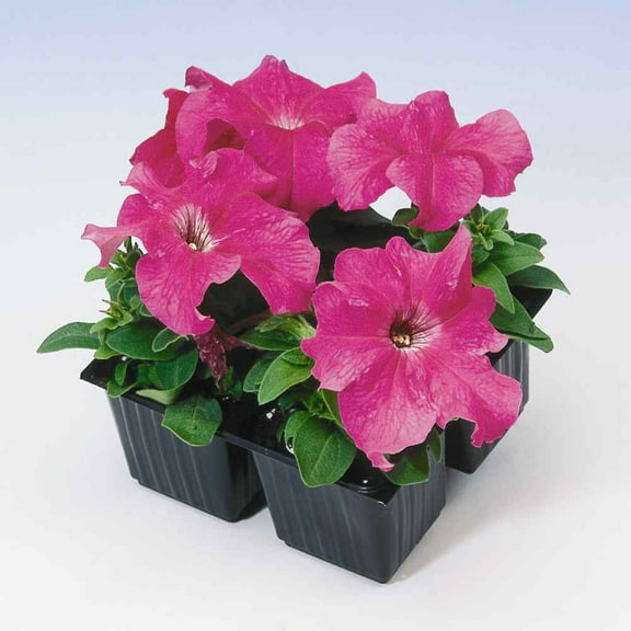Outsidepride Petunia Grandiflora Pink - 500 Seeds