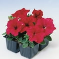 thumbnail image 1 of Outsidepride Petunia Grandiflora Red - 500 Seeds, 1 of 1