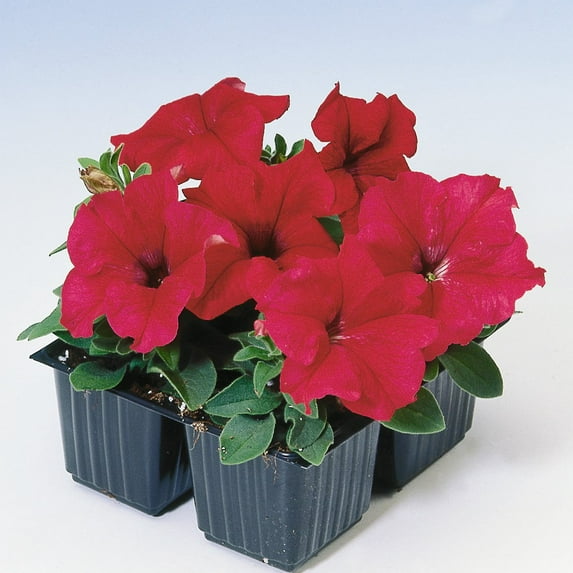 Outsidepride Petunia Grandiflora Red - 500 Seeds