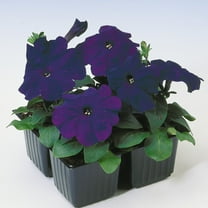 Outsidepride Petunia Multiflora Blue - 500 Seeds